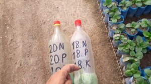 КОМПЛЕКСНОЕ УНИВЕРСАЛЬНОЕ УДОБРЕНИЕ 20-20-20 или 18-18-18+Mg. Какую когда и как применять, дозировк