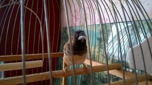 Японский Амадин Поёт (Кёма)