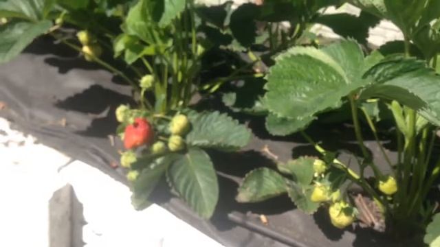 Клубника пенсионер челси посажена в августе 16 первый урожай июнь 17 смотреть онлайн