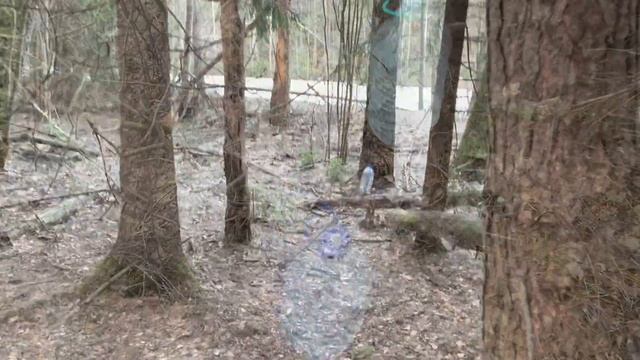 Лесные грибы: красота и изобилие