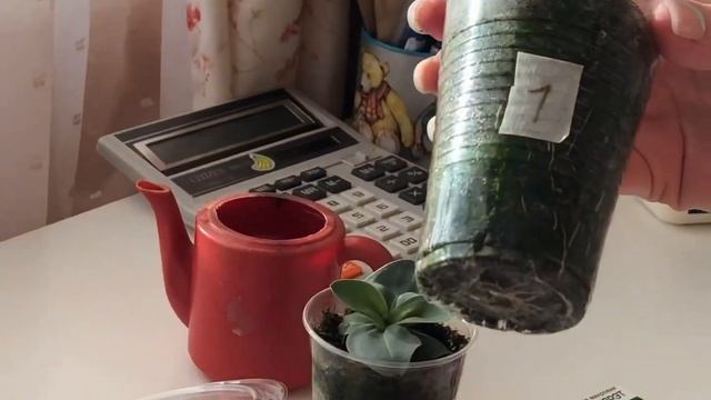 Эустома от посева до цветения за 4 месяца! Без стимуляторов роста! смотреть онлайн