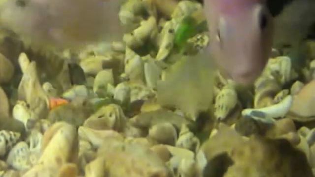 23.06.011 Чернополосая Цихлазома Альбинос с Мальками смотреть онлайн