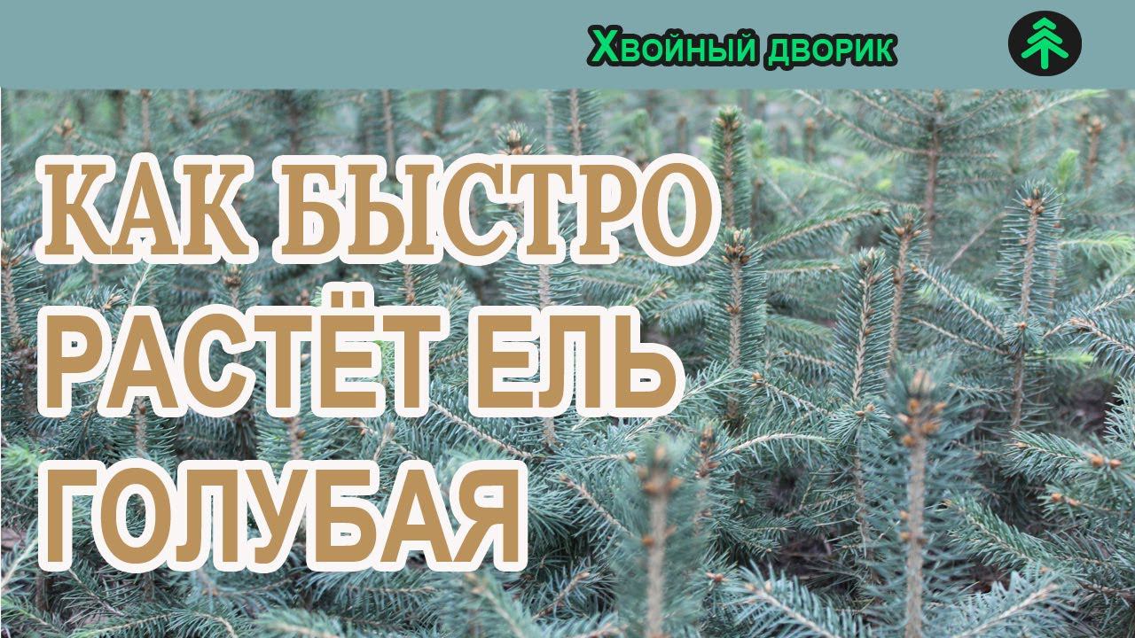Как быстро растёт ель колючая голубая?Годовой прирост ели голубой! смотреть онлайн