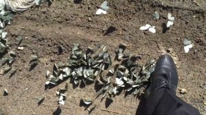 Нашествие бабочек в подмосковье(Щелковский р-н)