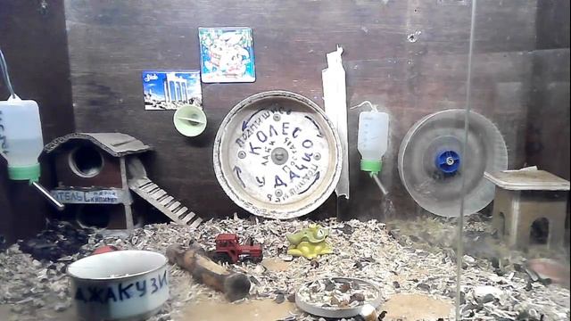 На велосипед теперь нужны права!!! смотреть онлайн