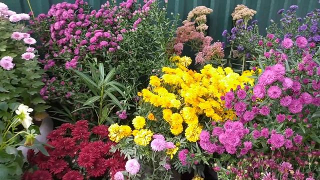 Георгины в цветнике смотреть онлайн