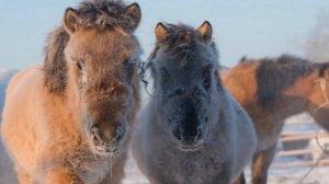 Якутские лошади особенности породы | Коневодство | Лошади Якутской породы