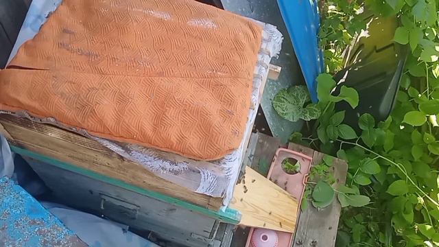 700 кг мёда с 1 сотки смотреть онлайн