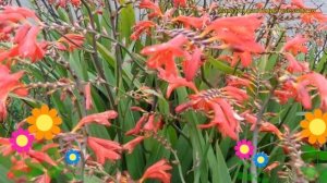 Крокосмия обыкновенная Зарево Эмбер. Краткий обзор, описание характеристик crocosmia Emberglow