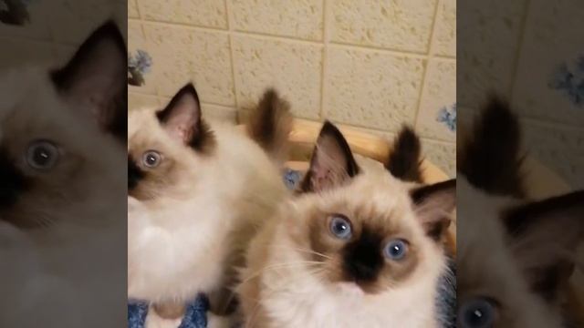 котята рэгдолл,девочки смотреть онлайн