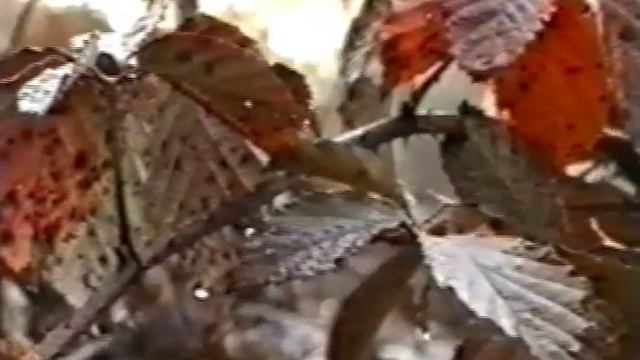 Белая 2001 смотреть онлайн