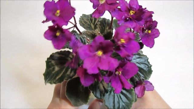 Jolly Magic - African Violet Review смотреть онлайн
