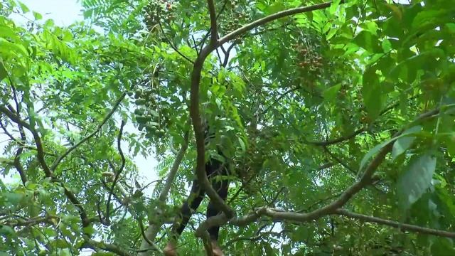 Country Life Harvesting peaches go to the Market Sell, Take care of Cattle, Make fences, Build Farm смотреть онлайн