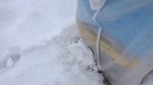 Синицы на пасеке и как их отвадить