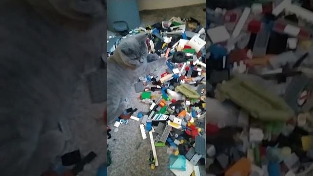 my cat loves lego смотреть онлайн