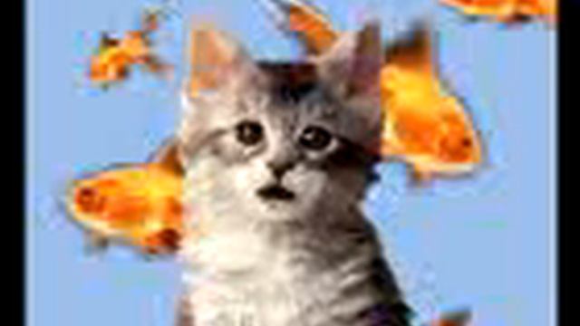 Kot narkoman XDDD смотреть онлайн