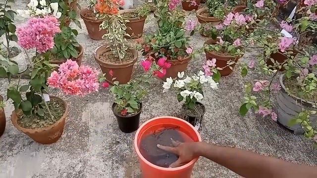 AmritJal - A miraculous fertilizer for any plants // Compost Tea -Free magic fertilizer смотреть онлайн