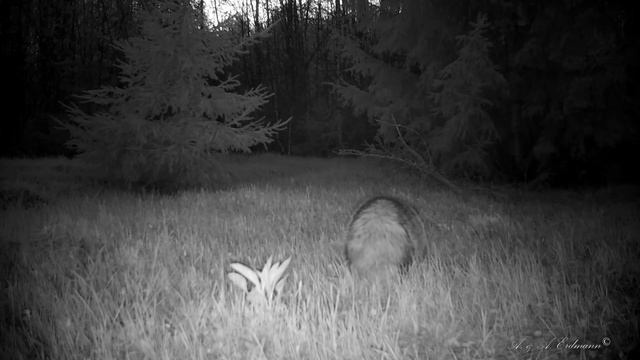 Browning BTC-7A на лесной поляне (1) TRAIL CAMERAS IN THE WOODS смотреть онлайн
