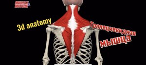 3d anatomy. Трапеция (трапециевидная мышца)