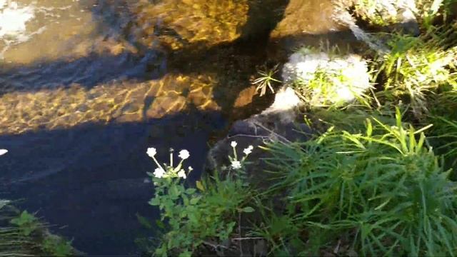 Feral Gomera Mango (Mangifera indica) in Tenerife смотреть онлайн