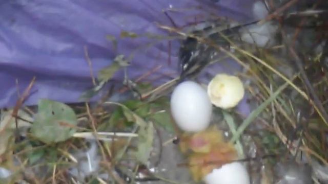 Рождение голубя