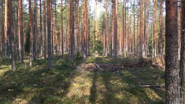 АЛЕХОВЩИНА смотреть онлайн