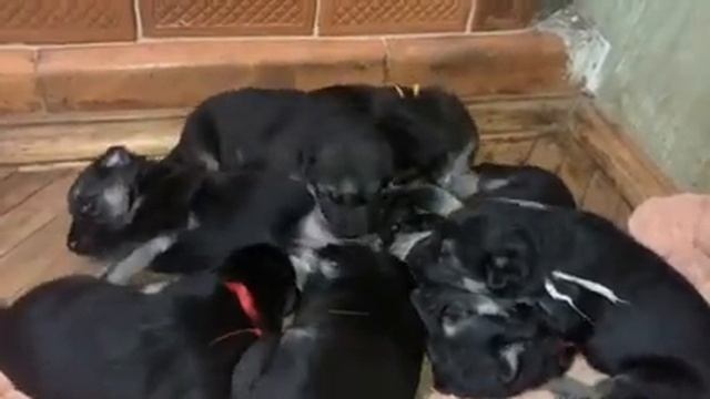 Шикарные щенки ВЕО овчарки смотреть онлайн
