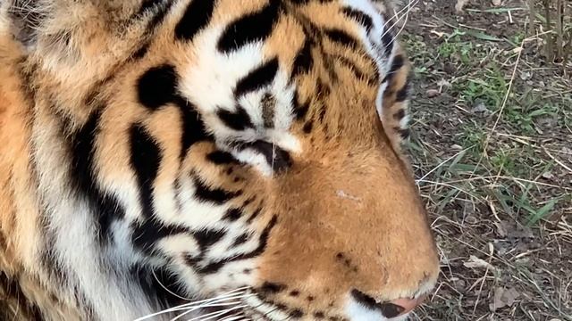 У белого тигра Раджи и рыжей тигрицы могут быть ЗОЛОТЫЕ ТИГРЯТА !!! смотреть онлайн