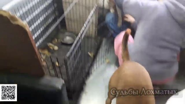 Собакам - обработка от паразитов, Друзьям - хорошее настроение!!! Стоимость ветпрепаратов - 14000р. смотреть онлайн