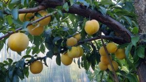 Слива диплоїдна То Че Сан TC SUN* / ПЛЮСИ І МІНУСИ СОРТУ