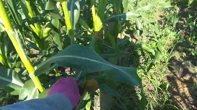 Кукуруза сладкая сорт "Шебо"смотрим результат!!! смотреть онлайн