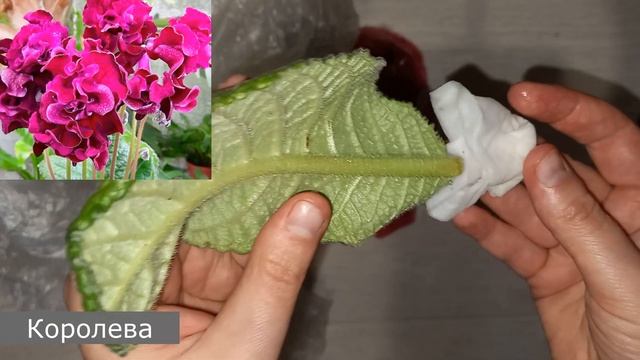 Посылка с листами стрептокарпусов, обзор сортов смотреть онлайн