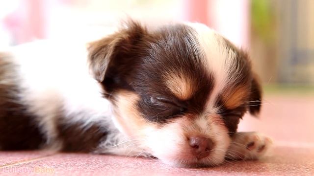 ☆ 12 HOURS ☆ Puppy Sleeping Music ♫ RELAXING MUSIC ☆ Peaceful sleep music for dogs, pets ♫ Calm Dog смотреть онлайн