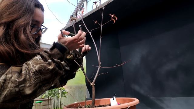 My Acacia Trees, Merlinda's Trees and My Hibiscus Flowers, The Bonsai Zone, Oct 2023 смотреть онлайн