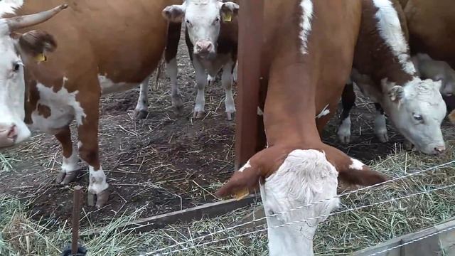 Утилизация кормовых остатков смотреть онлайн