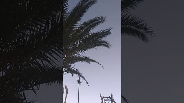 пальмы и мандарины батуми город смотреть онлайн