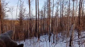 Вышел на промысел соболя.