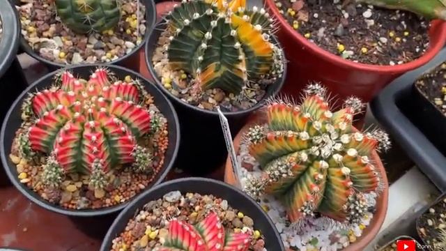 Grafted Gymnocalycium Variegata Collection | jul22 смотреть онлайн