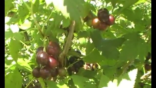 Зелёный супермаркет "Грин-ПИКъ БИО" смотреть онлайн