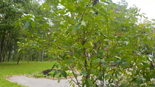 Бузина черная Sambucus nigra смотреть онлайн