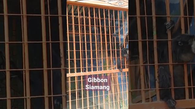 #siamang #gibbon #monkey #zoo #endangeredspecies #animals #hewan смотреть онлайн