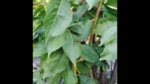 Слива Даная