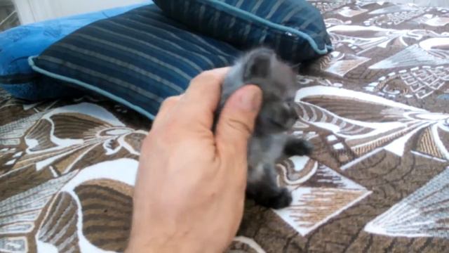 Пепельный котенок смотреть онлайн