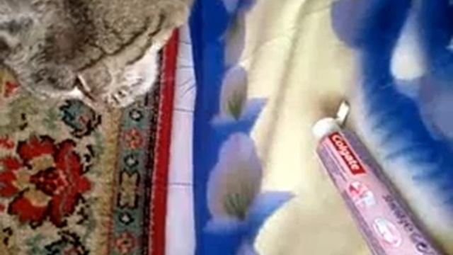 кот балдеет от зубной пасты.mp4 смотреть онлайн