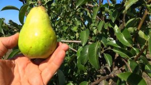 Вкусная груша СЕРПНЕВА (Мелитопольская 2926)