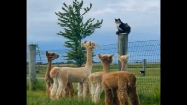 377. Забавно про всех (выпуск 4). Картинки для хорошего настроения смотреть онлайн