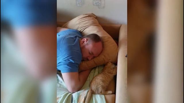 Котенок не дает спать, играется смотреть онлайн