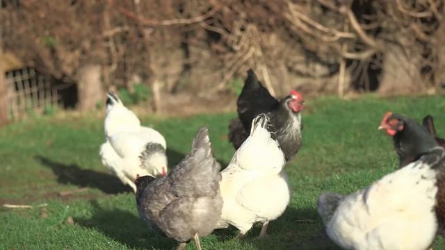 ￼ДОМАШНИЕ ЖИВОТНЫЕ ДЛЯ САМЫХ МАЛЕНЬКИХ | ЖИВОТНЫЕ ДЛЯ ДЕТЕЙ #голосаживотных смотреть онлайн