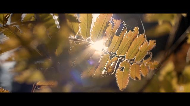 Blackmagic Pocket Cinema Camera 4K + Panasonic 12-35 2.8 смотреть онлайн