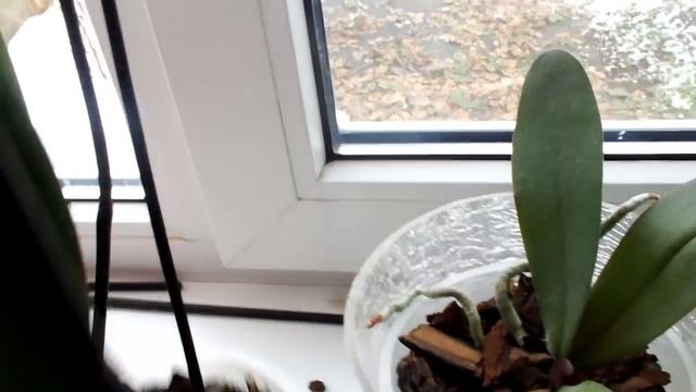 Новая покупка фаленопсис Multiflora red New purchase of Phalaenopsis Multiflora red смотреть онлайн